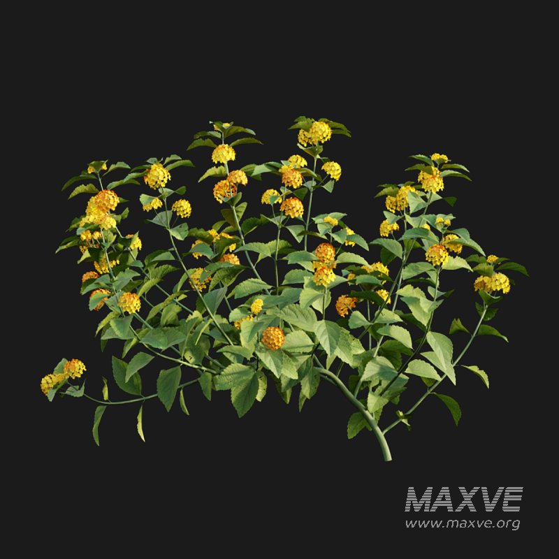 Lantana camara - Image 4