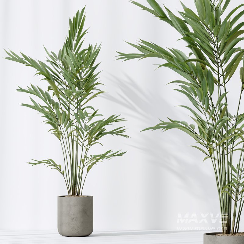 AV Indoor plants set 188 Mission Kalamata Leccino Arbequina Olive and Ficus Cyathistipula and Mountain Kentia Palm - Image 7