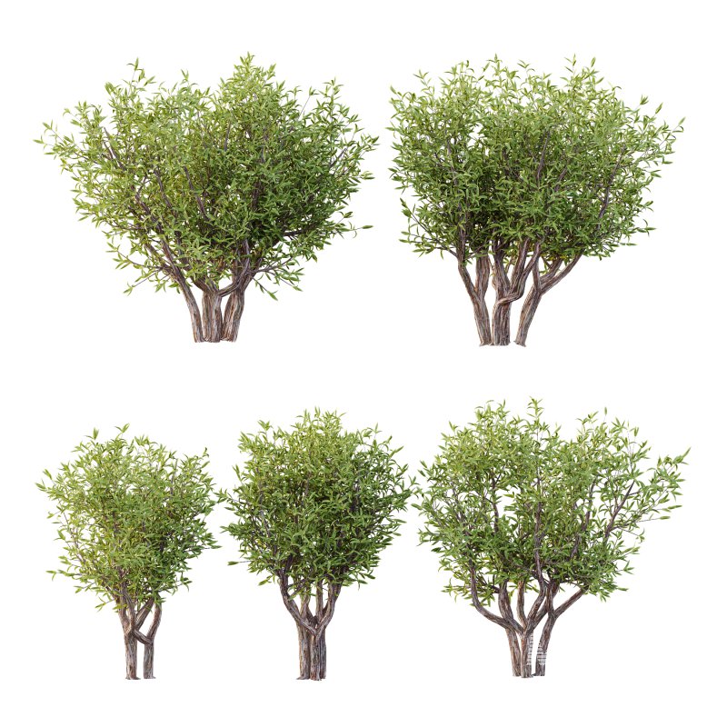 Sweet Viburnum Plant04 - Image 1