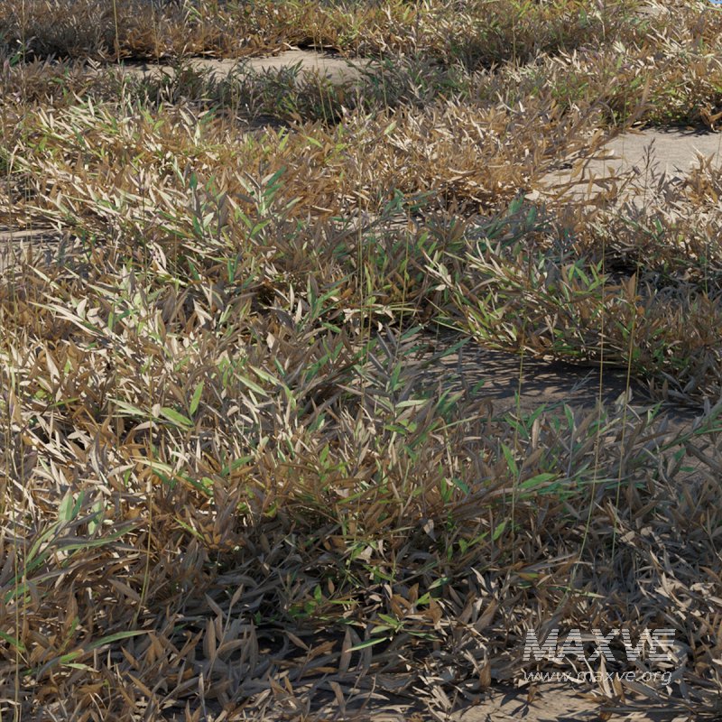 Chrysopogon aciculatus – dry 02 - Image 2