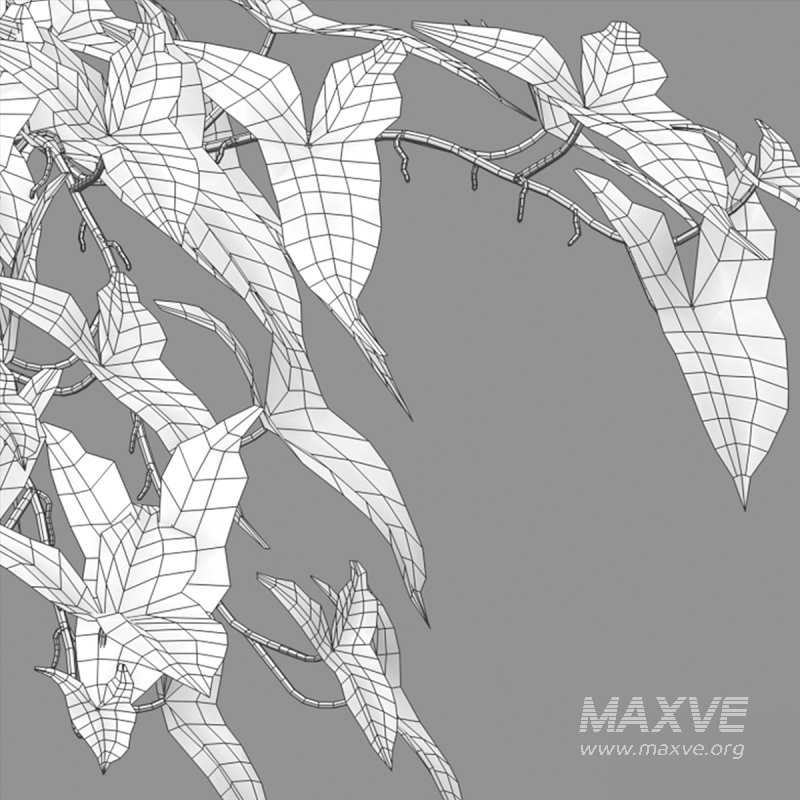 Syngonium Podophyllum - Image 5