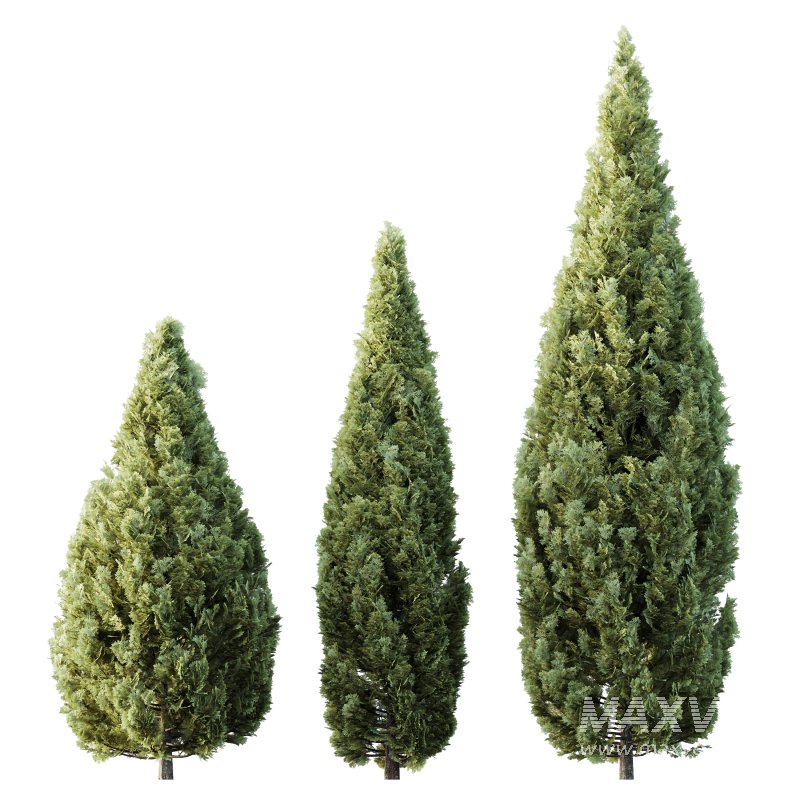 AV Plants Rocky Mountain Juniper Winter Snow - Image 2