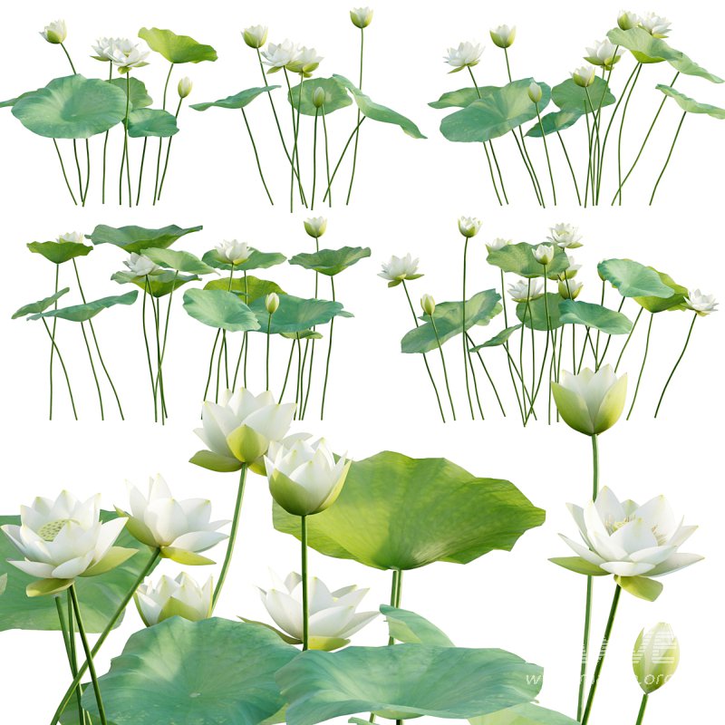 Nelumbo lutea – lotus - Image 1