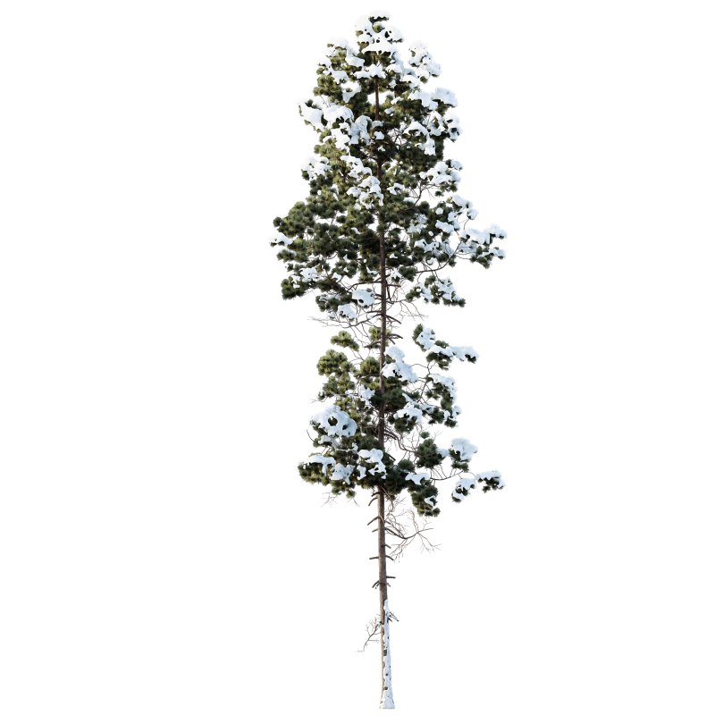 AV Plants Pinus Palustris Winter Snow - Image 3