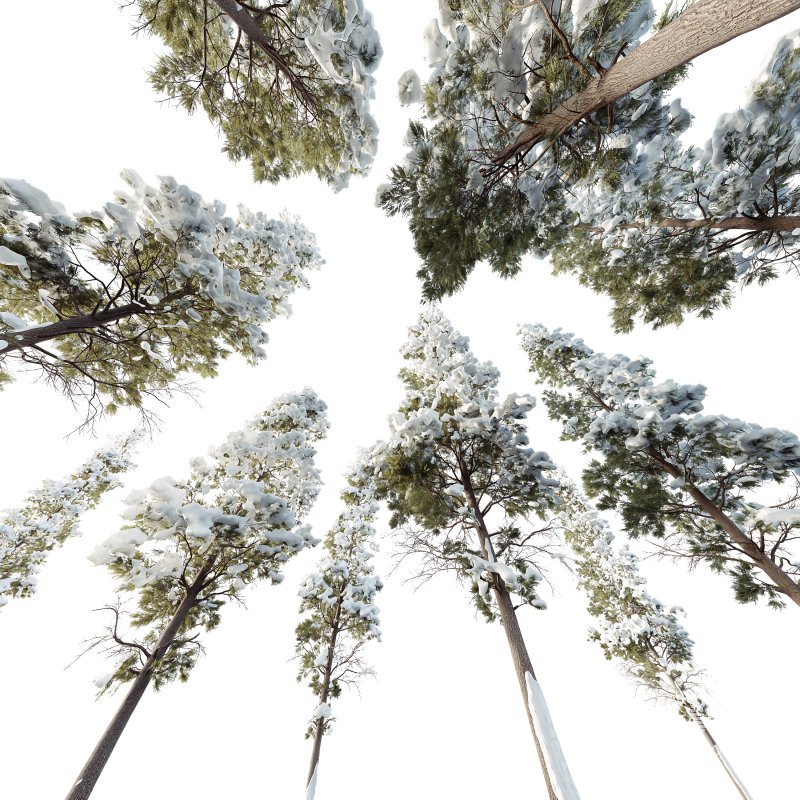 AV Plants Chamaecyparis Thyoides Winter Snow - Image 3