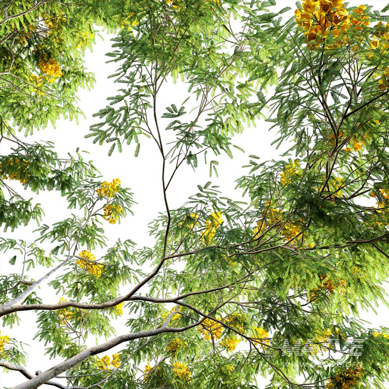 Cassia splendida – Golden Wonder Senna - Image 5