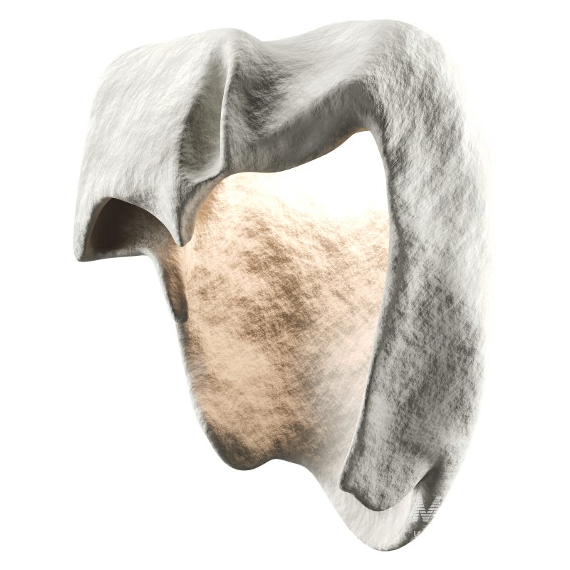 Castimonia Corporis - Image 2