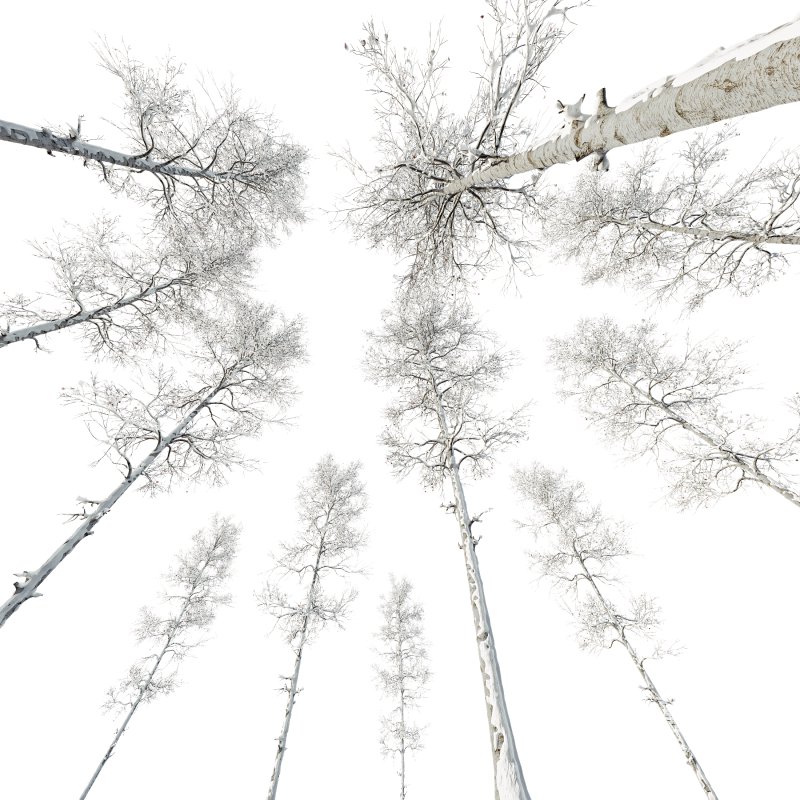 AV Plants Populus Tremuloides Winter Snow - Image 3