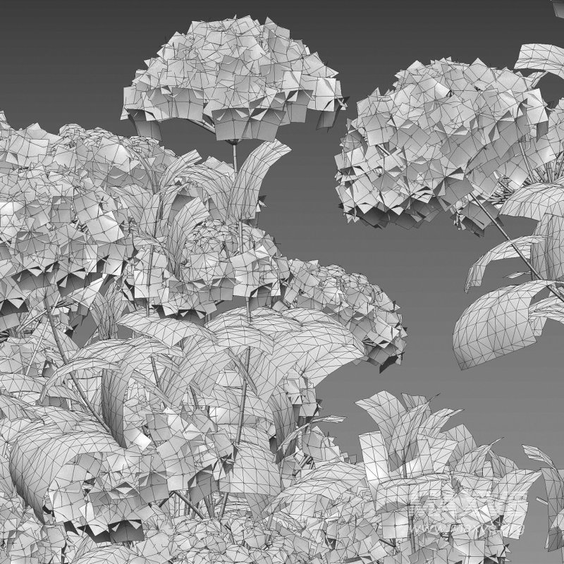 Viburnum opulus Roseum – European Cranberry bush 02 - Image 7