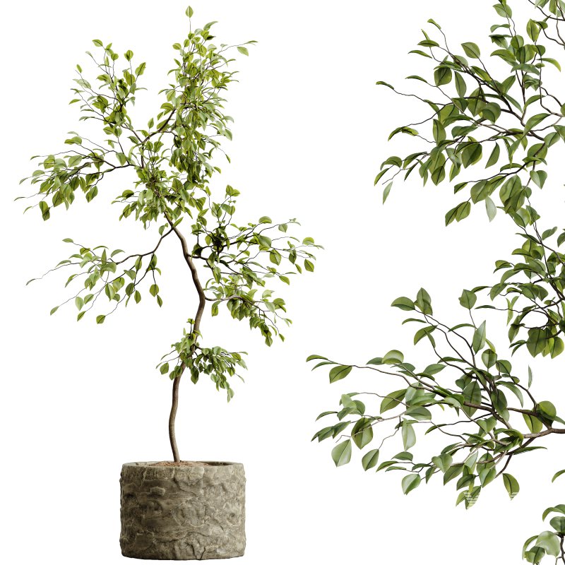 AV HousePlants Japandi Decorative Minimalism Ficus Dracaena Marginata 06 - Image 3