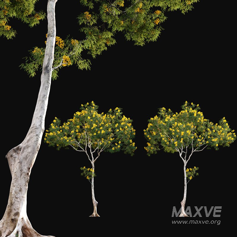 Cassia splendida – Golden Wonder Senna - Image 1