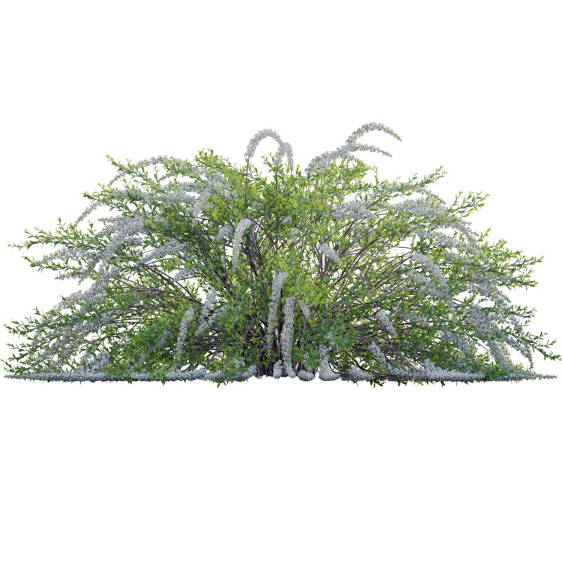 Spiraea Grefsheim – Garland Spiraea 02 - Image 2