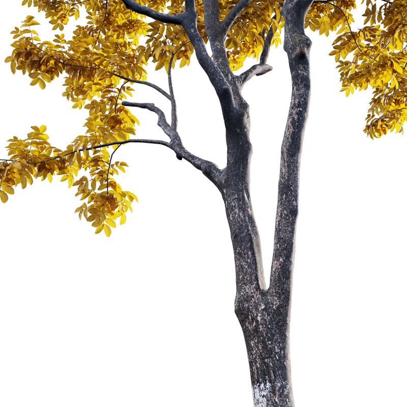 Juglans regia – Common walnut – fall - Image 2