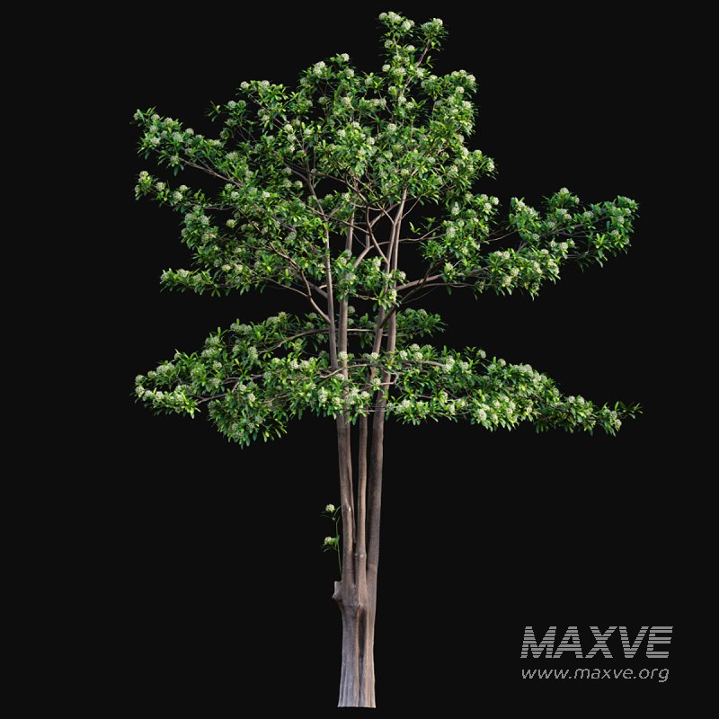 Alstonia scholaris – Milkwood - Image 3