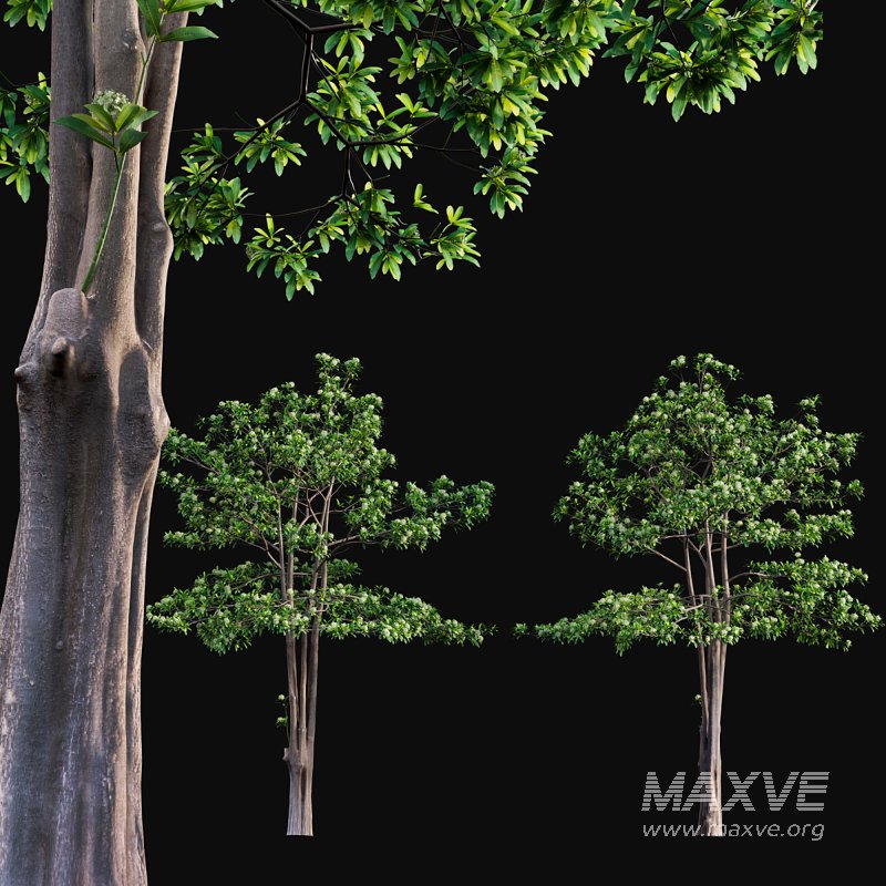 Alstonia scholaris – Milkwood - Image 1