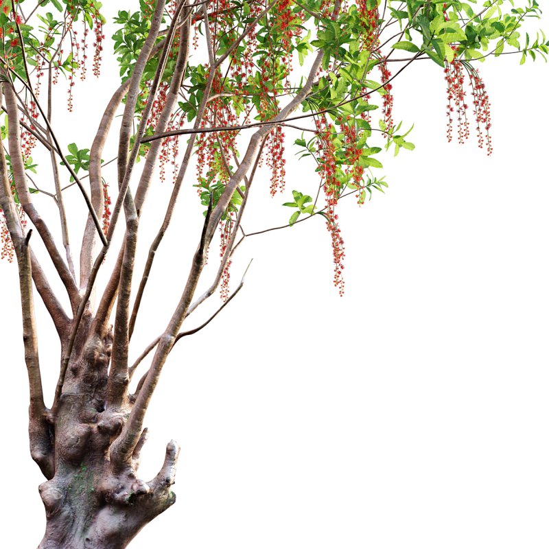 Barringtonia acutangula – flower - Image 2