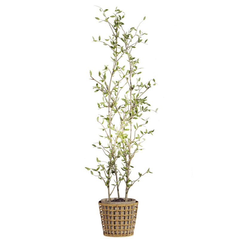 plants set - Image 3