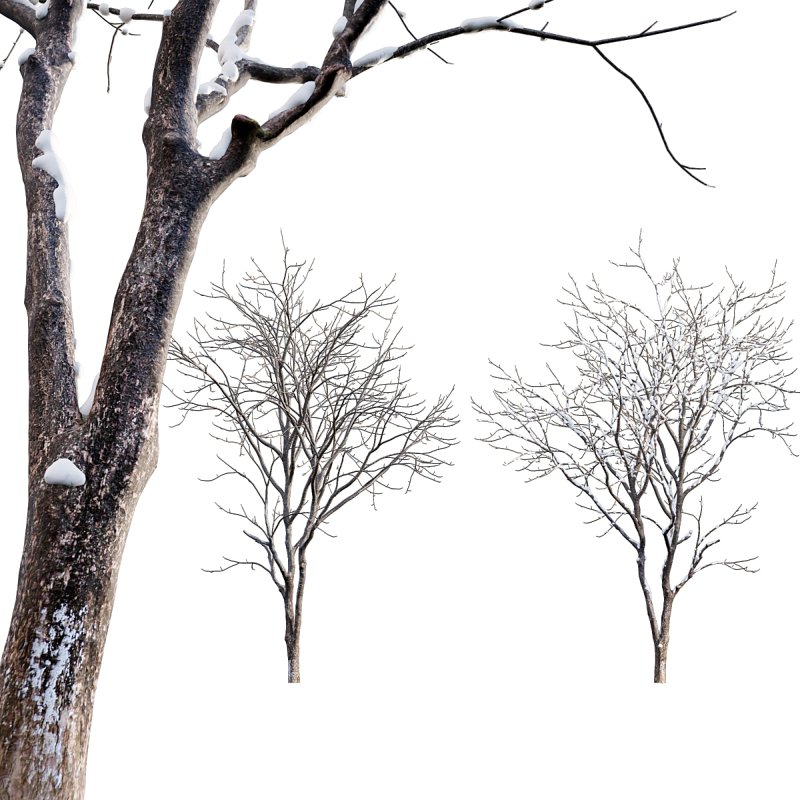 Juglans regia – Common walnut – winter – snow - Image 1