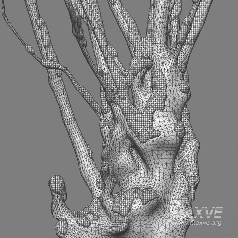 Barringtonia acutangula – winter – snow - Image 6