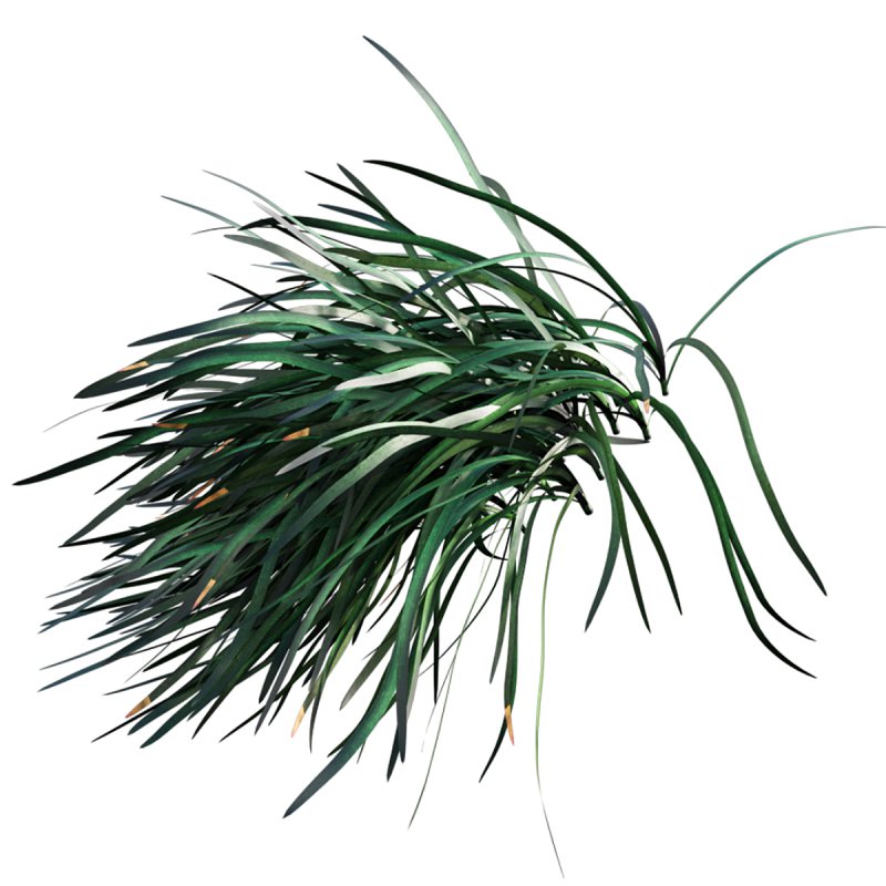 Ophiopogon japonicus - Image 6
