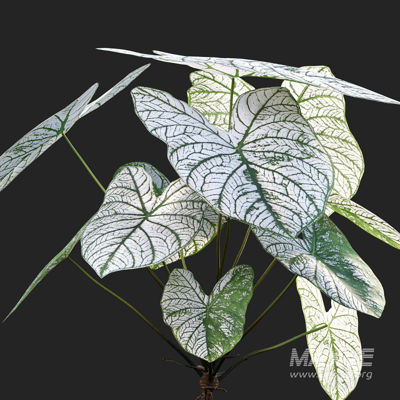 Caladium White Christmas – Angel Wings - Image 5