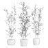 plants set - Thumbnail 5