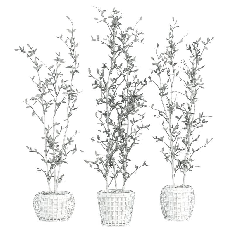 plants set - Image 5