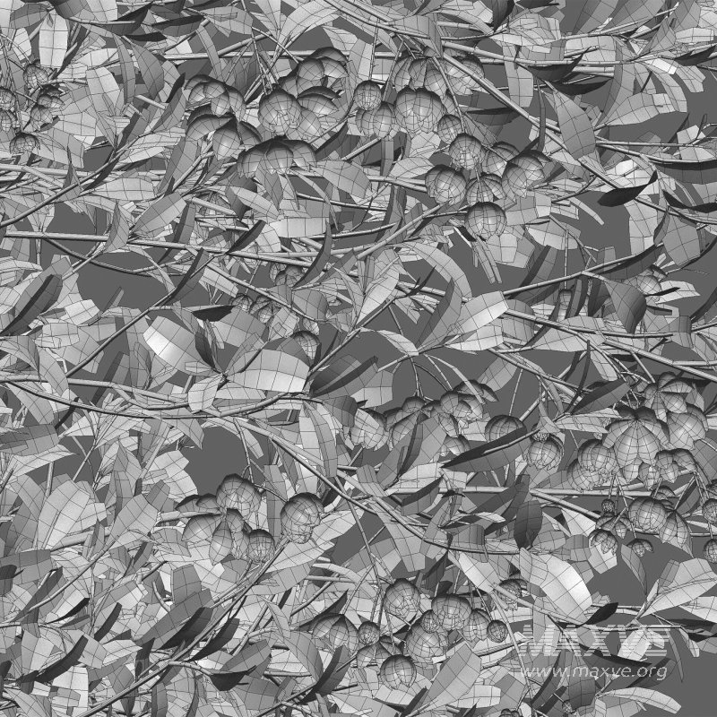 Berberis vulgaris – European barberry – Common barberry 01 - Image 6