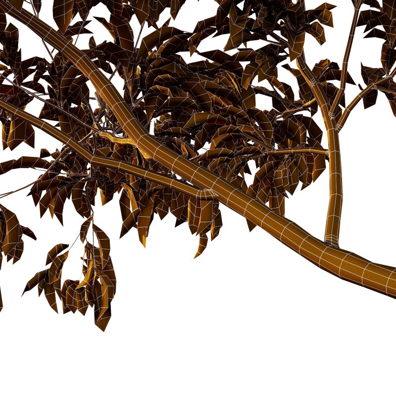 Diospyros Kaki Tree 01 - Image 1