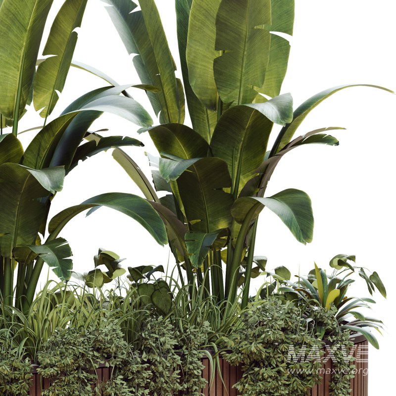 Outdoor Plant 39 - Image 4