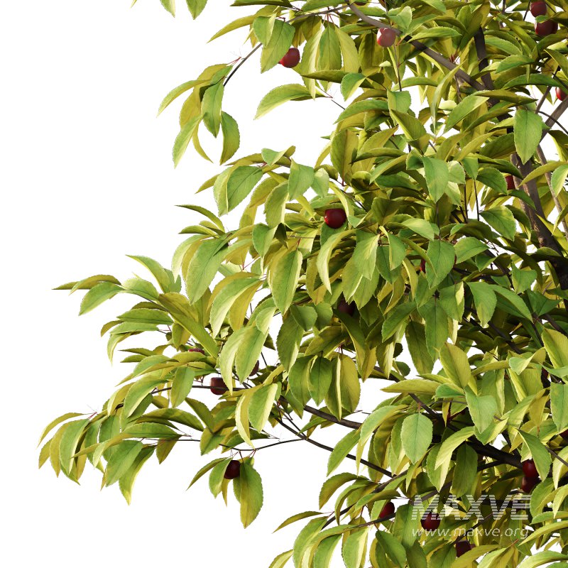 Prunus pseudocerasus Fruit Tree 02 - Image 2