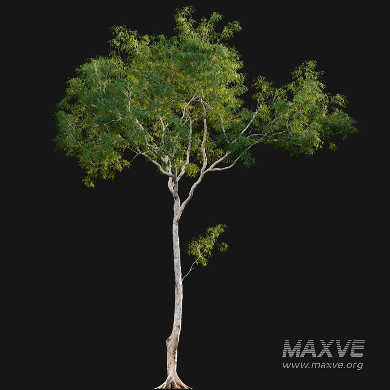 Dolonix regia – Royal Poinciana 02 - Image 5