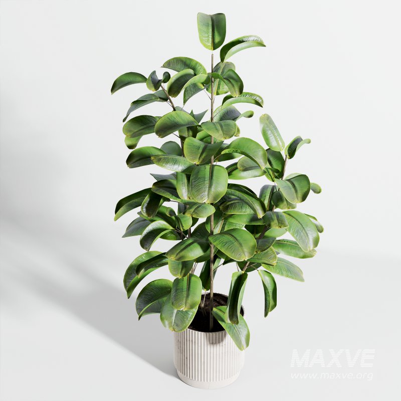 indoor plant 521 - Image 4