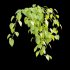 Epipremnum aureum – Money plant - Thumbnail 2