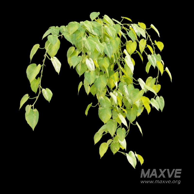 Epipremnum aureum – Money plant - Image 2