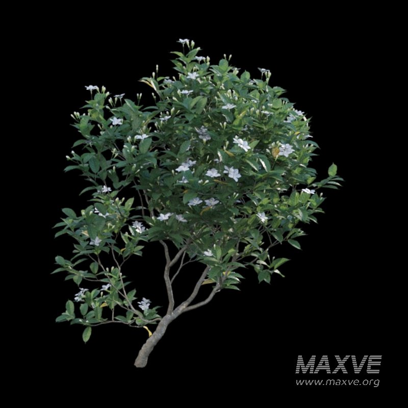 Gardenia augusta – Houttuynia – Gardenia jasminoide – 02 - Image 5