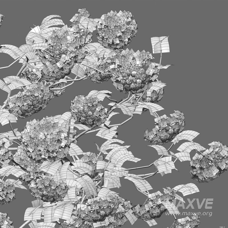 Viburnum opulus Roseum – European Cranberry bush 04 - Image 5