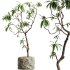 AV HousePlants Japandi Decorative Minimalism Ficus Dracaena Marginata04 - Thumbnail 2