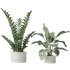 AV Indoor plants set 195 Mission Arbequina Olive and Ficus Microcarpa Moclame and Zamiifolia Araceae and ParadiseBird - Thumbnail 2