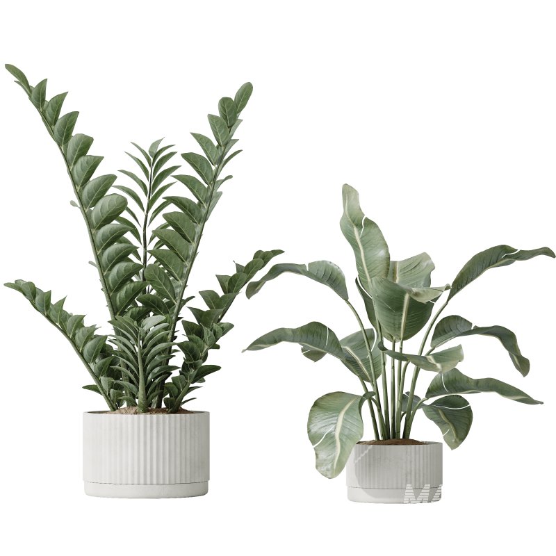 AV Indoor plants set 195 Mission Arbequina Olive and Ficus Microcarpa Moclame and Zamiifolia Araceae and ParadiseBird - Image 2