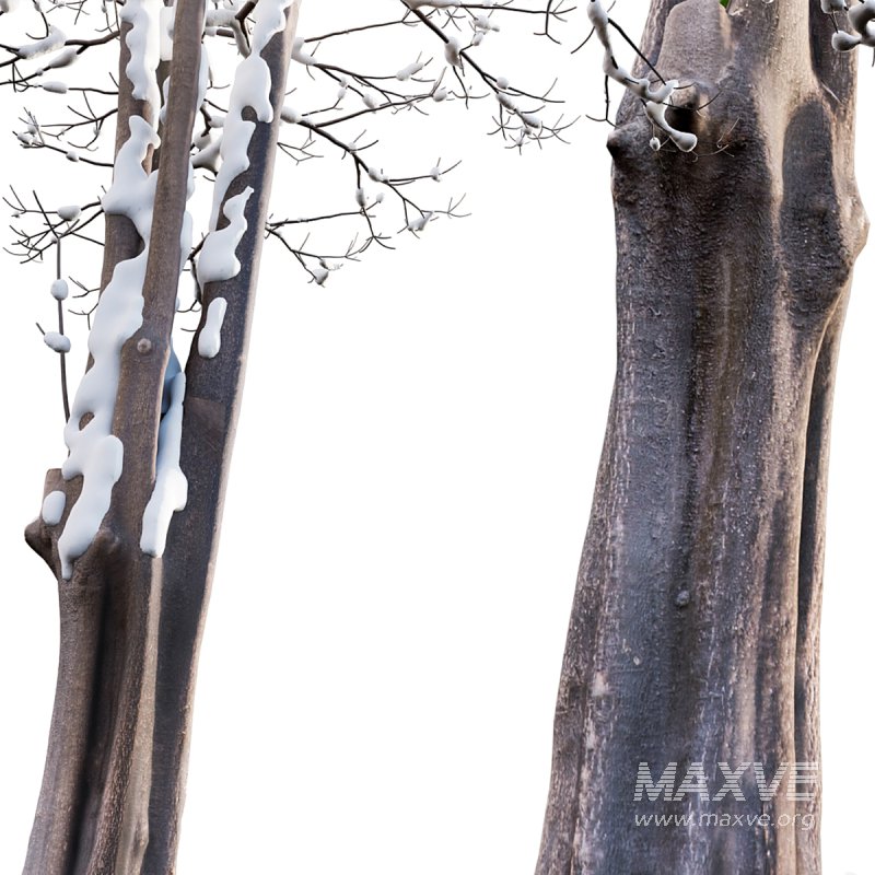 Alstonia scholaris – Snow - Image 5