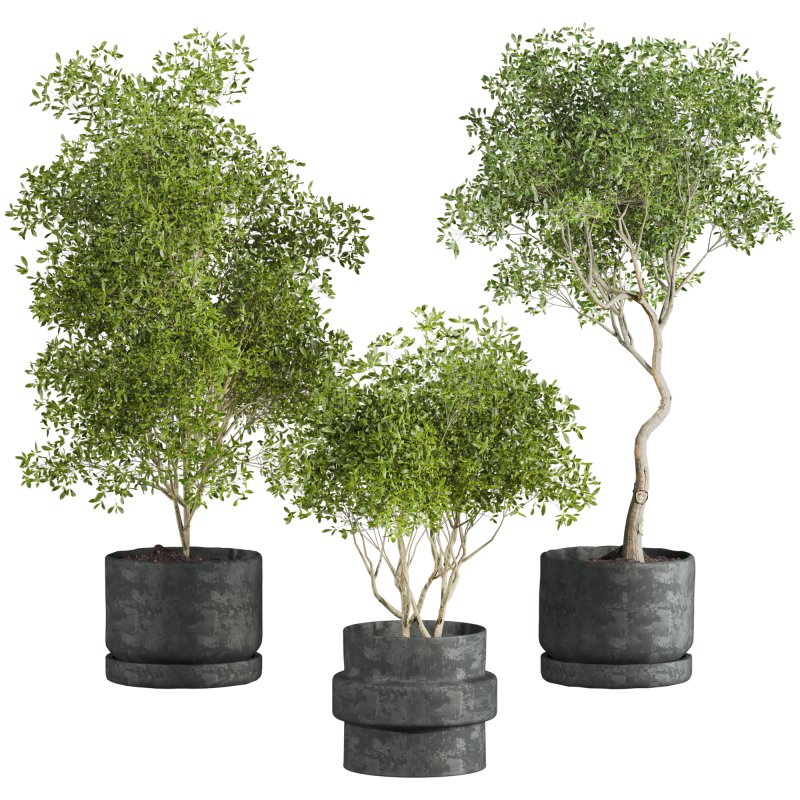 indoor plant - Image 1