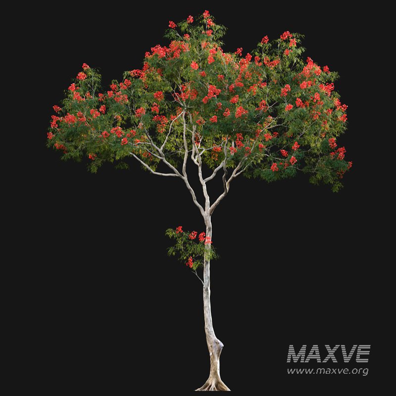 Dolonix regia – Royal Poinciana - Image 5