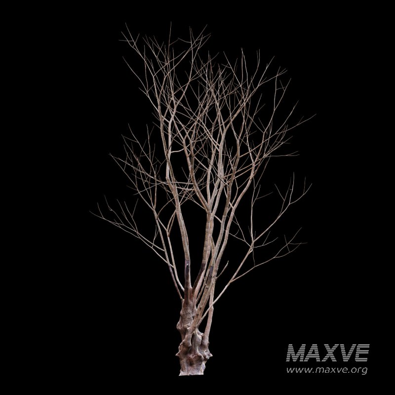 Barringtonia acutangula – winter – snow - Image 3