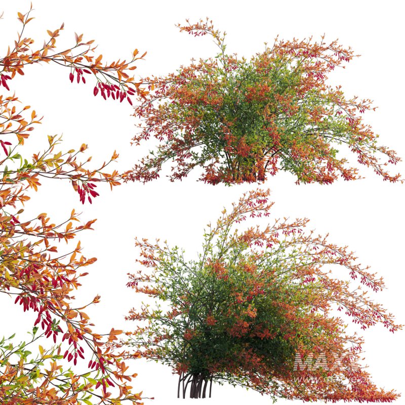 Berberis vulgaris – European barberry – Common barberry 02 - Image 1