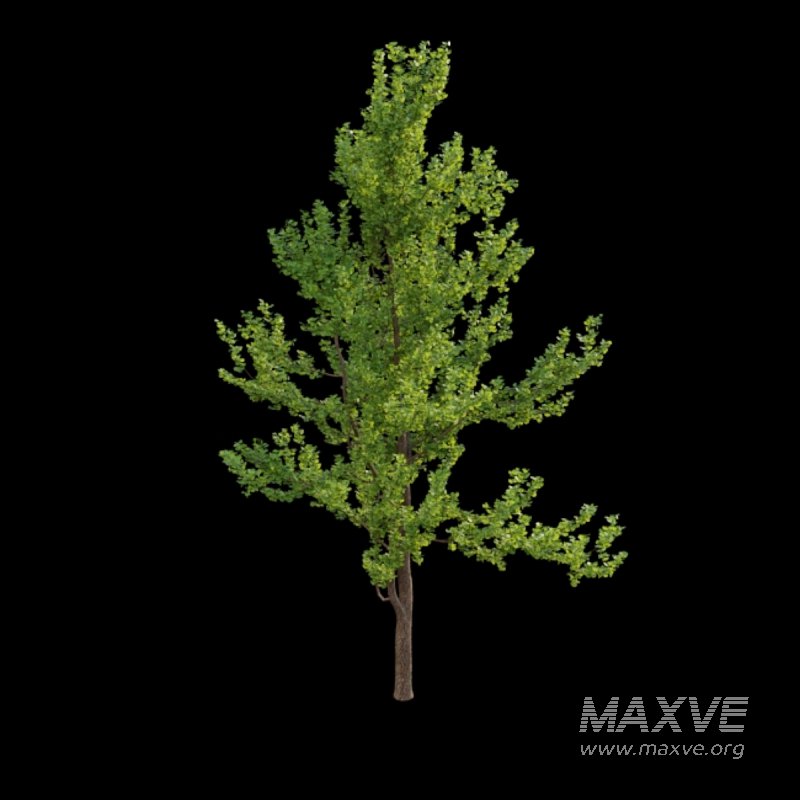 Ginkgo biloba - Image 3