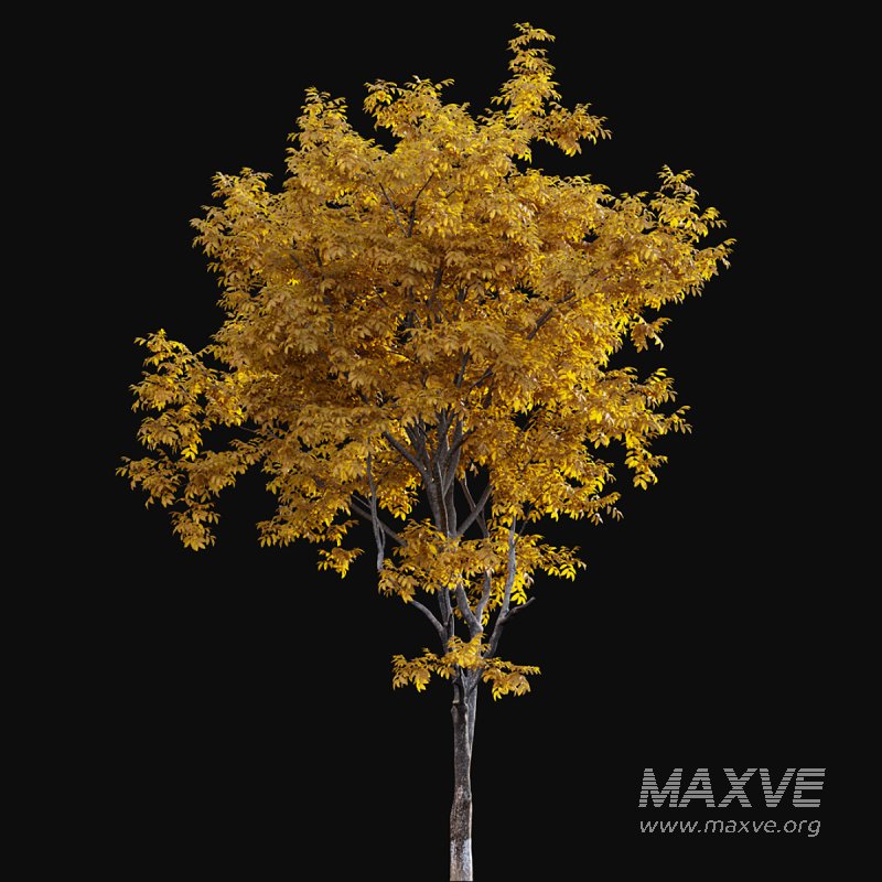 Juglans regia – Common walnut – fall - Image 4