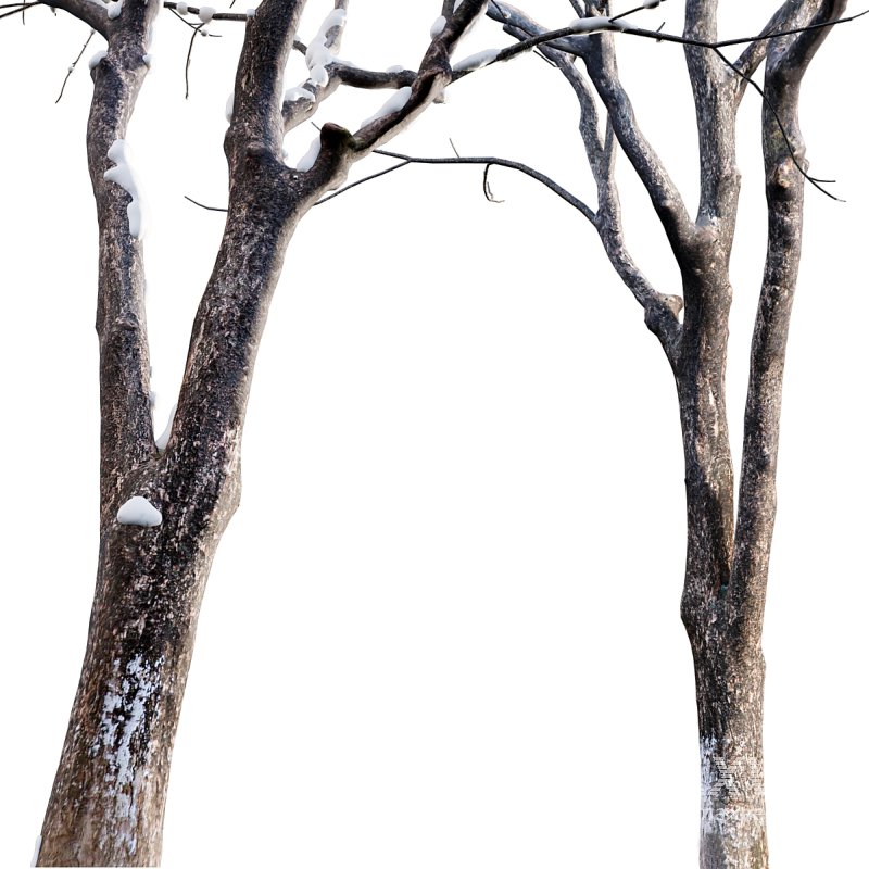 Juglans regia – Common walnut – winter – snow - Image 5