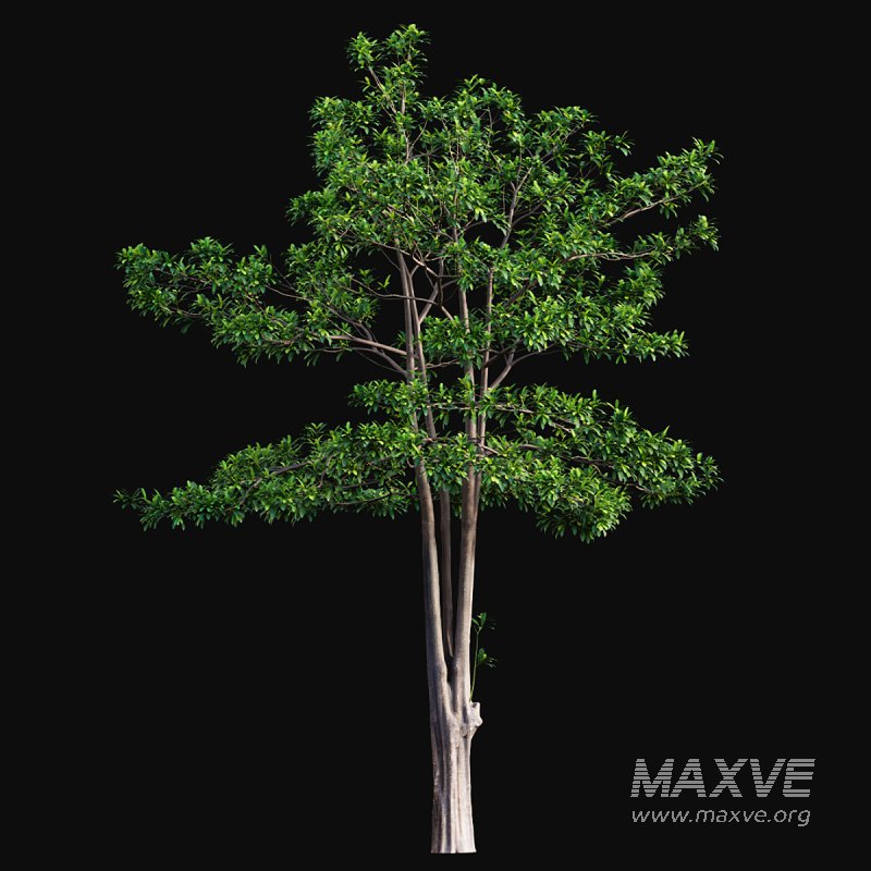 Alstonia scholaris – Milkwood 02 - Image 4