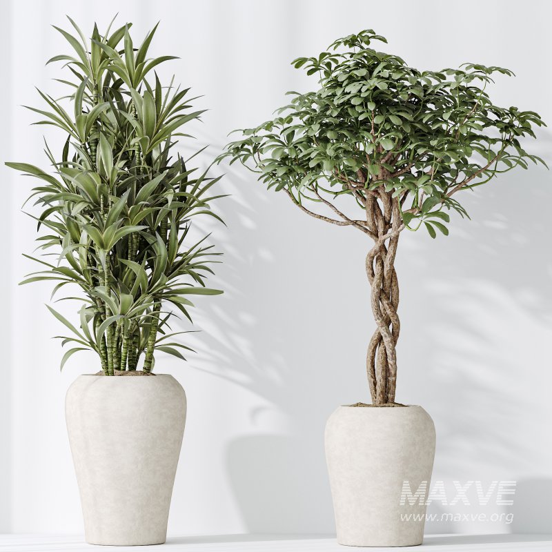 AV Indoor plants set 194 Lemon Lime Cane Dragon and Schefflera Arboricola Umbrella and Bird Of ParadiseBird and Mission Olive Tree - Image 6